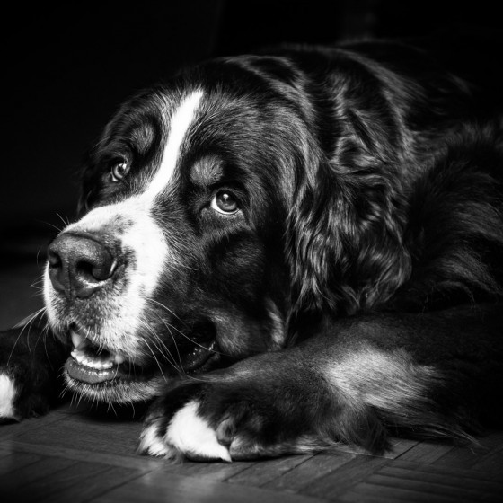 photographie portrait animaux