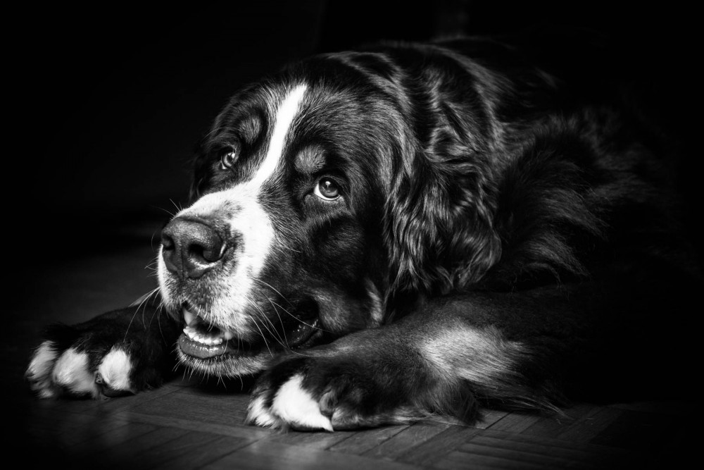 Portrait studio animaux